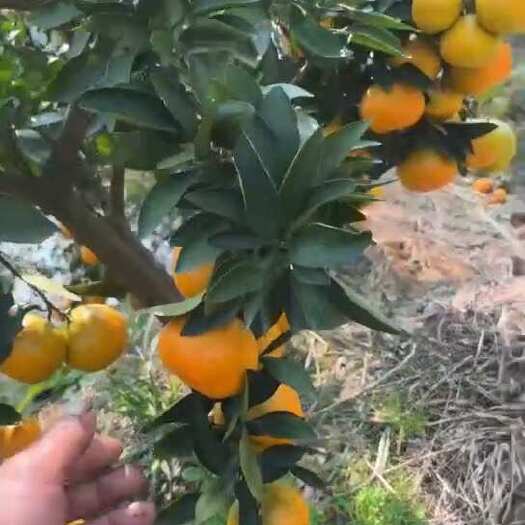 长沙石门柑橘