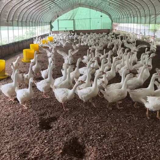重庆市肉鹅、