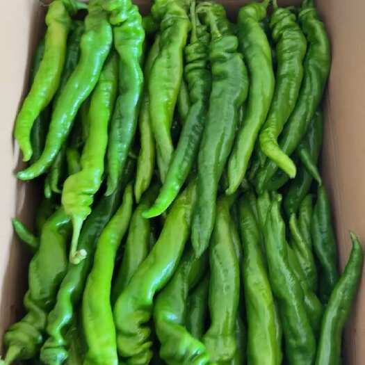 【精品】湛江鲜辣椒，陇椒、螺丝椒，产地一手货源，量大质优