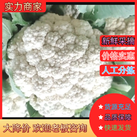 河南基地净菜大量供应精品电商超市