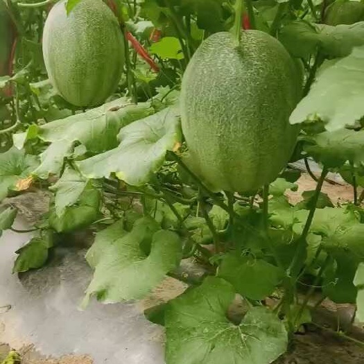 乐东县海南乐东沙地西州蜜哈密瓜