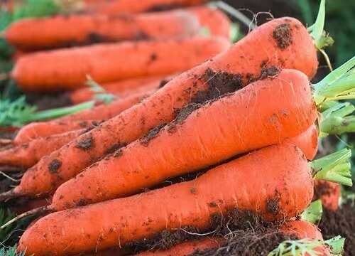 大红胡萝卜精品水洗河南通许基地直发一手货源