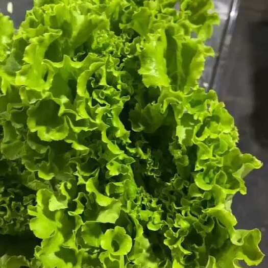 新鲜紫叶生菜 广东博罗优质直发 10kg装