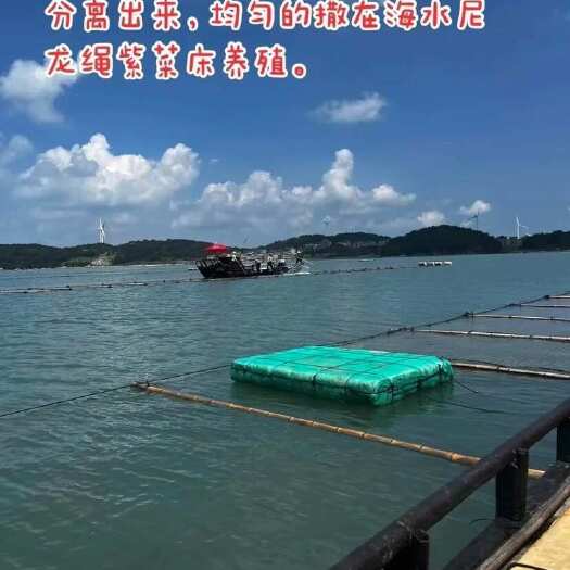 福清市日晒
紫菜