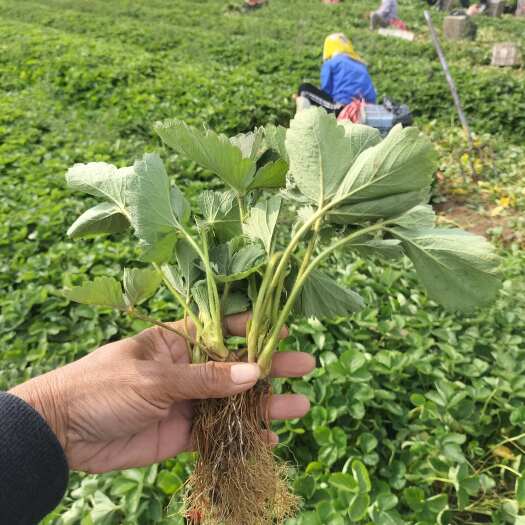 平邑县甜查理 秒香草莓苗 量多优惠 质量保证 现挖现发  一手货源
