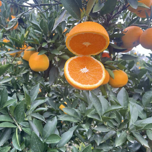 秭归县【一件代发】湖北秭归九月红果冻橙新鲜橙子 承接各电商团购代发