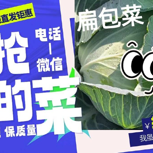 扁包菜2025年大绿扁包绿包菜平包湖北嘉鱼直发现砍现装