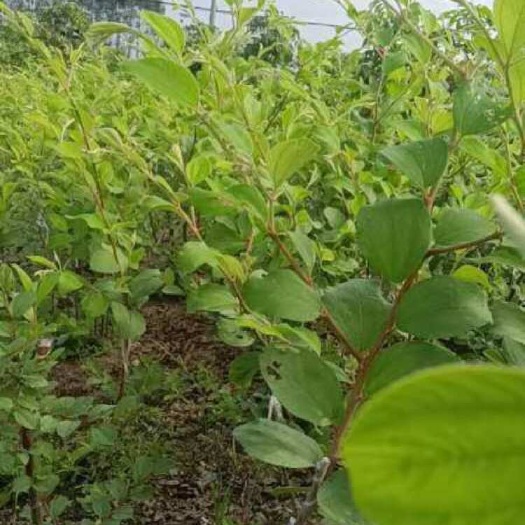 灵山县大青枣苗、蜜丝枣、苹果枣