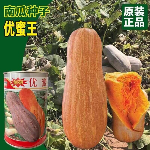 优蜜王蜜本南瓜种子 大果型 甘面甜糯 果肉橘黄