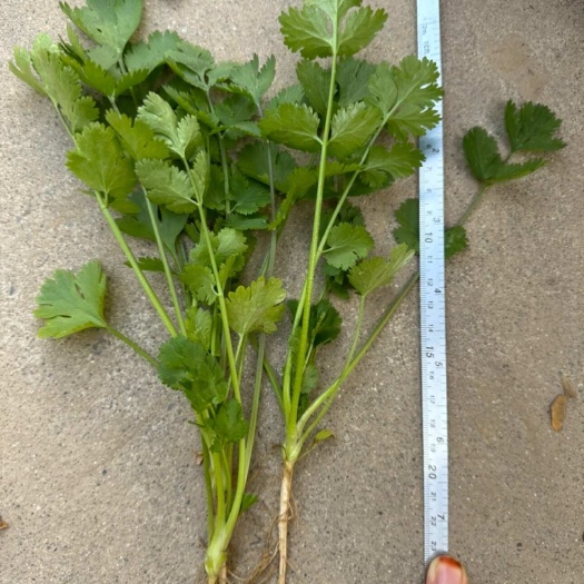露天芫荽香菜20cm大叶香菜