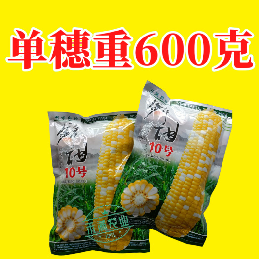 武汉金银双色优质水果玉米种子锦甜10号个头大甜嫩可口审定品种春秋