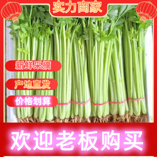 山东聊城精品香芹 质优价廉，一手货源，质量保证，货源充足！