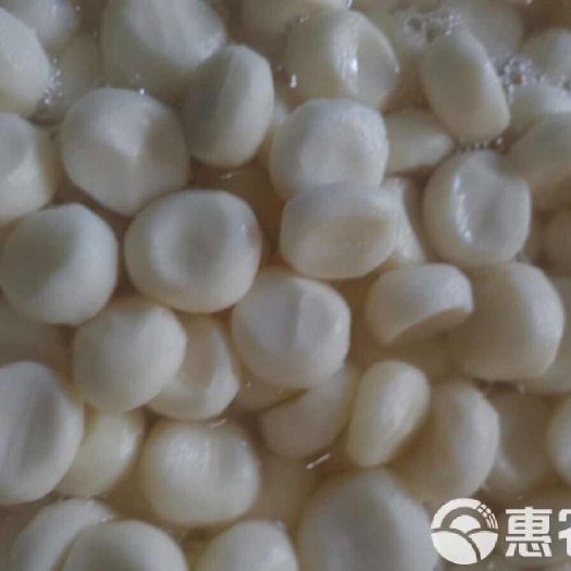 漳州去皮马蹄 口感好马蹄 翠口甜 大个去皮马蹄 真空包装批发价