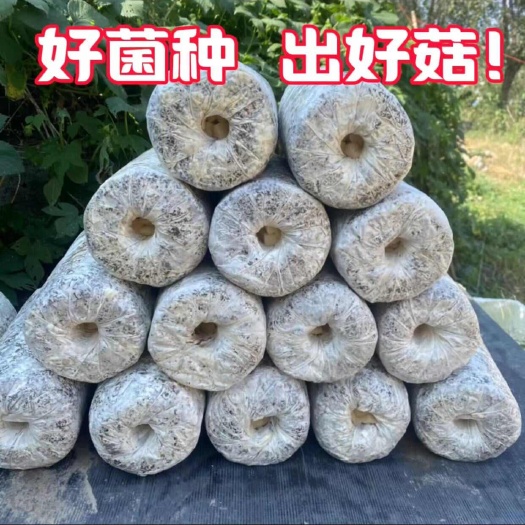 滨州出售平菇菌种菌棒出菇菌包榆黄蘑鸡腿菇秀珍菇菌种菌棒