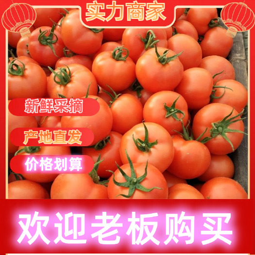 莘县精品硬粉西红柿暖棚果上市
