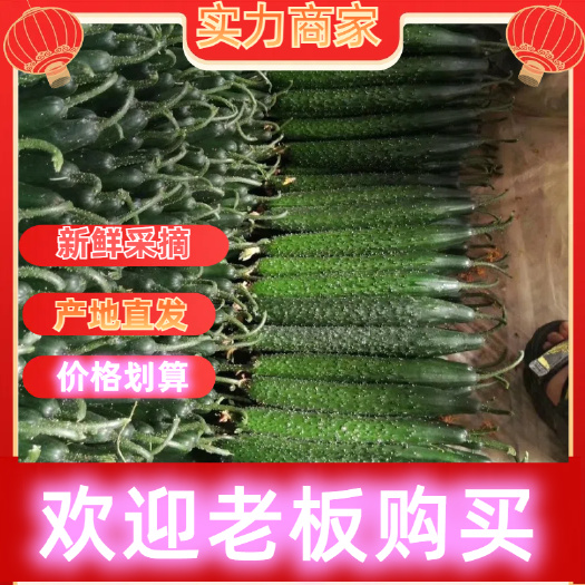 莘县黑油量黄瓜，特级精品