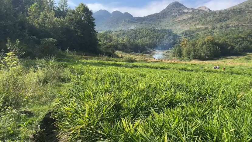 六盘水生姜二黄姜