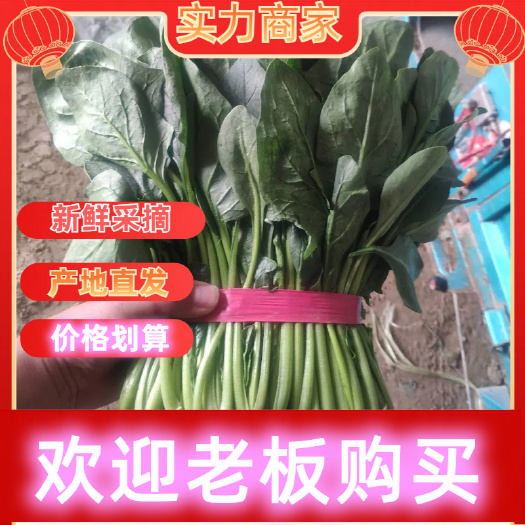 聊城山东昌府区新鲜大叶菠菜叶长25~30cm大棚露天种植