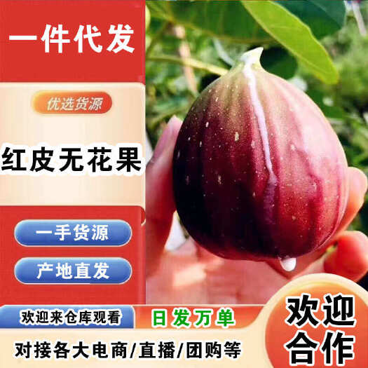 四川红皮无花果一件代发产地直发一手货源对接各大电商平台