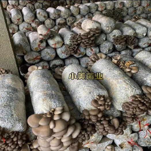滨州平菇菌种 出菇菌棒 栽培种 榆黄蘑鸡腿菇秀珍菇菌种菌棒