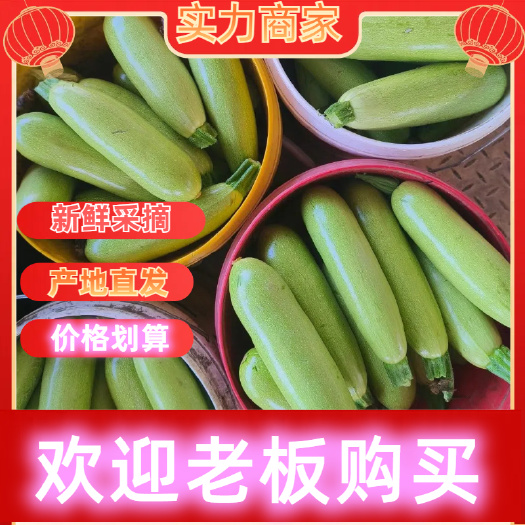 山东谷无损伤绿皮西葫芦 0.5~1斤单个包装新鲜发货