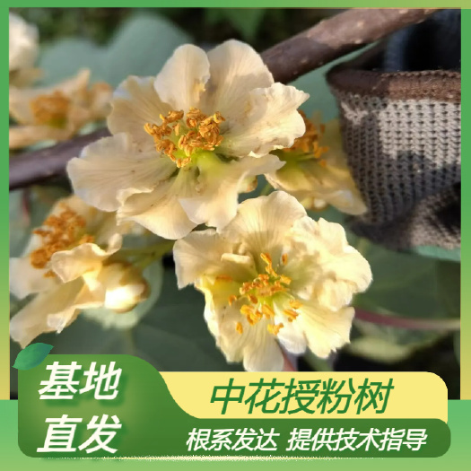 溆浦县中花授粉树