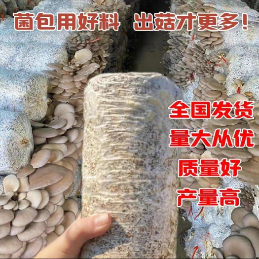 滨州出售平菇菌种菌棒出菇菌包