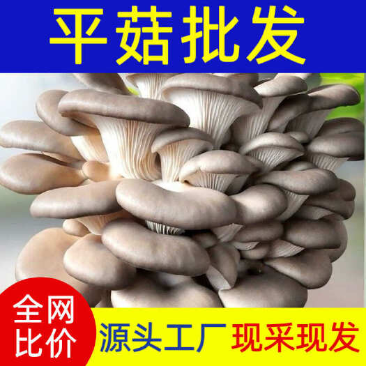 成安县河北平菇基地新鲜黑平菇！占地有2000亩4000多大棚