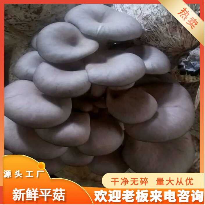 成安县河北平菇基地新鲜黑平菇，然绿色种植，颜色鲜亮