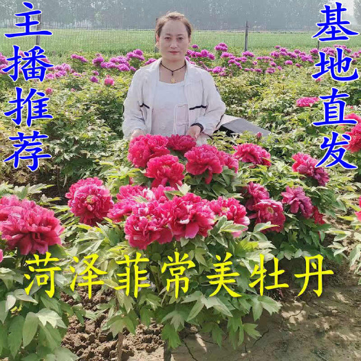 菏泽正宗观赏牡丹芍药花苗基地供货