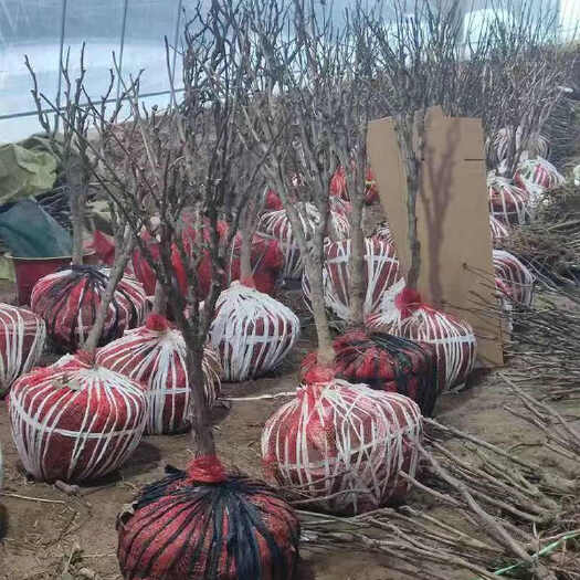 菏泽观赏牡丹带土球基地现挖