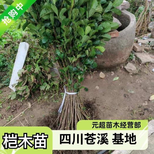 桤木苗四川苍溪基地直发欢迎咨询量大价优