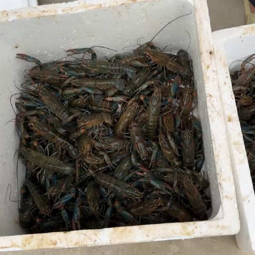 中山市大量供应澳洲淡水蓝龙，量大价优，全部装笼货，欢迎各位老板选购