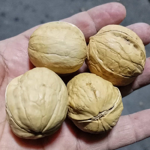 乌鲁木齐烤核桃新疆特产纸皮核桃185奶香味草本味核桃包邮批发