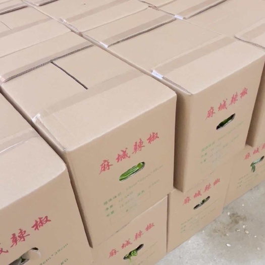 麻城市薄皮椒 鲜香可口 湖北黄冈产地直发