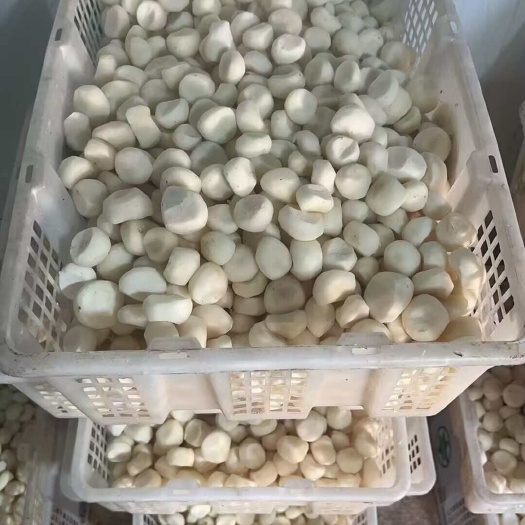 漳州去皮马蹄 批发价 量大便宜 大个真空包装马蹄 源头货源