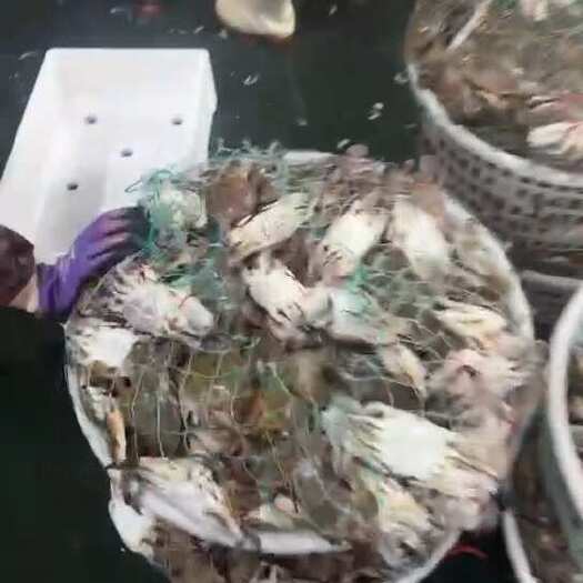 连云港活冻梭子蟹，自助餐蟹