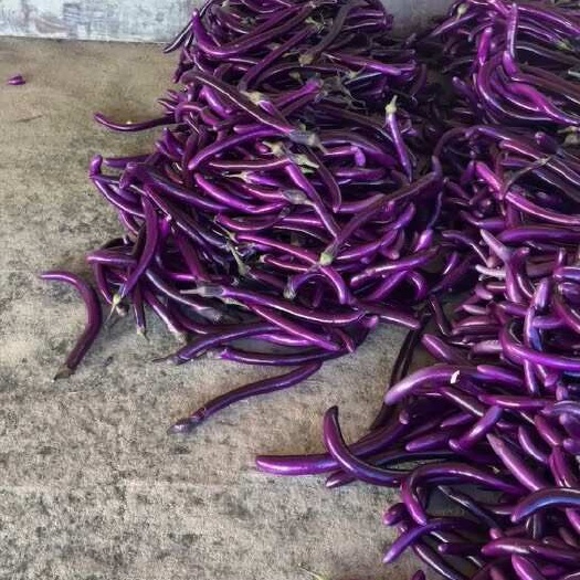 厦门线茄