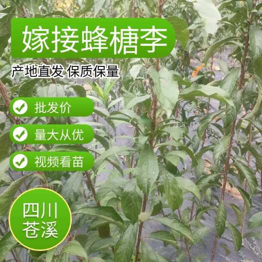 苍溪县嫁接蜂糖李苗当年嫁接2024年四川苍溪基地直发