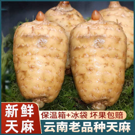 彝良县正宗云南昭通小草坝有机天麻