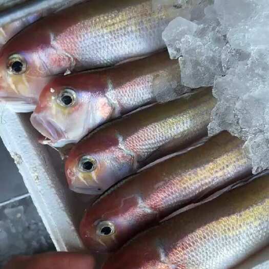 珠海新鲜直上马头鱼