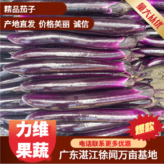 徐闻县【精品】湛江鲜茄子、紫长茄，货源充足，量大质优，产地一手货源