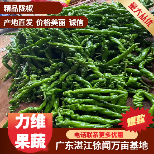 【精品】湛江鲜辣椒、螺丝椒、陇椒、螺纹椒、量大质优、视频看货