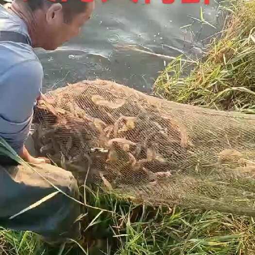 合阳县青虾