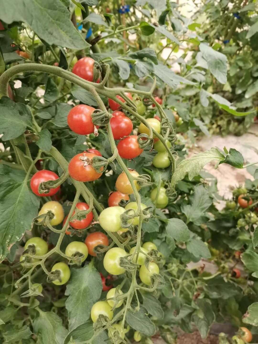 粉贝贝樱桃番茄种子 早熟圆果 无限生长型 耐热耐低温