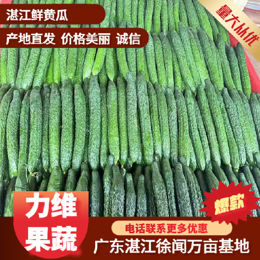 【精品】湛江鲜黄瓜、青瓜，产地直供，一手货源，量大质优