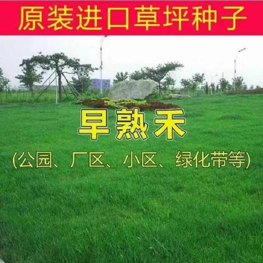 草坪庭院护坡耐寒耐旱四季常青绿化草籽早熟禾