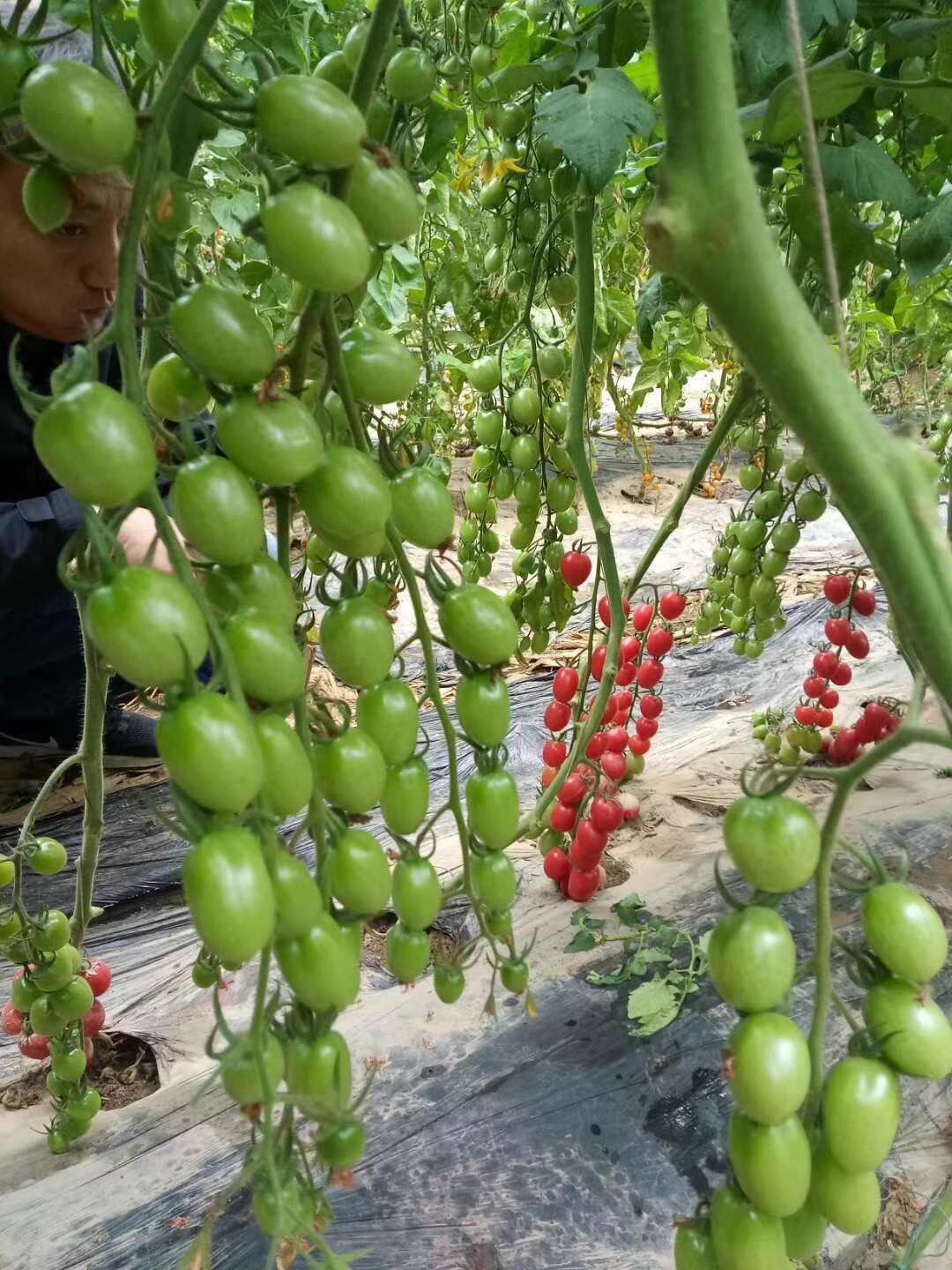 粉贝贝樱桃番茄种子 早熟圆果 无限生长型 耐热耐低温