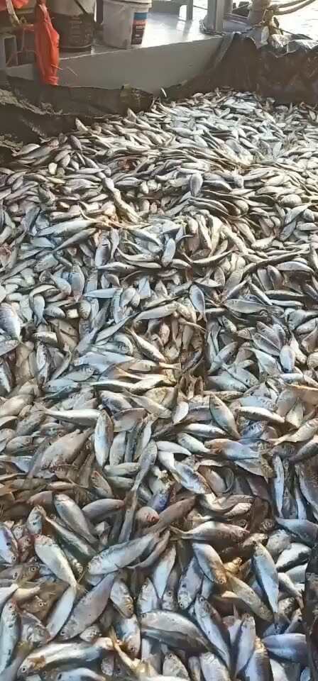 北海饲料鱼