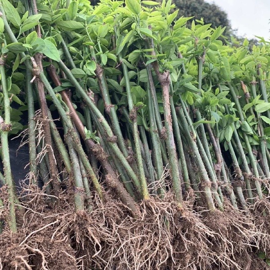 博白县树仔菜苗海南五指山野菜苗天绿香苗产地直发2年老苗